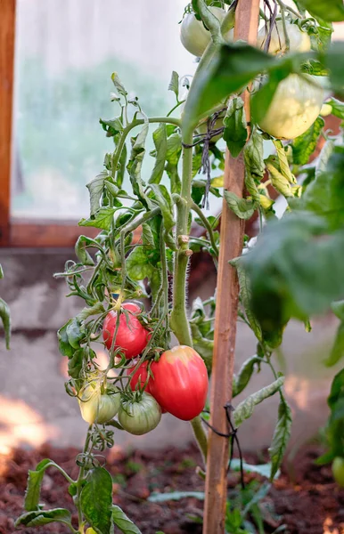 tomatoes in the garden. harvest of tomatoes. summer harvest of vegetables. tomatoes in a greenhouse