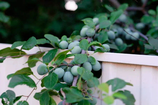 erikli dal. Ağaçlardaki dikenler. Yaz hasadı. Böğürtlen