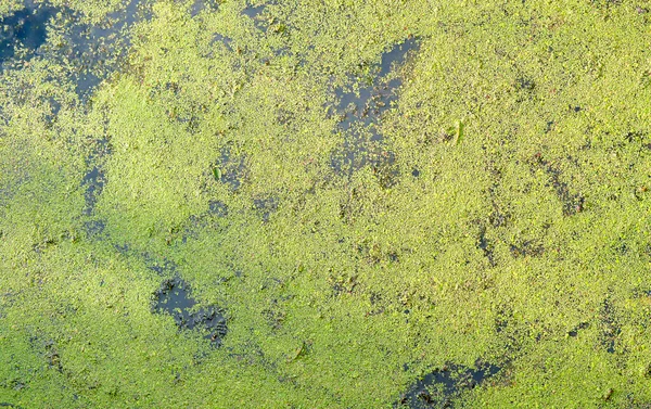 Abstrakter Grüner Hintergrund Grüns Wasser — Stockfoto