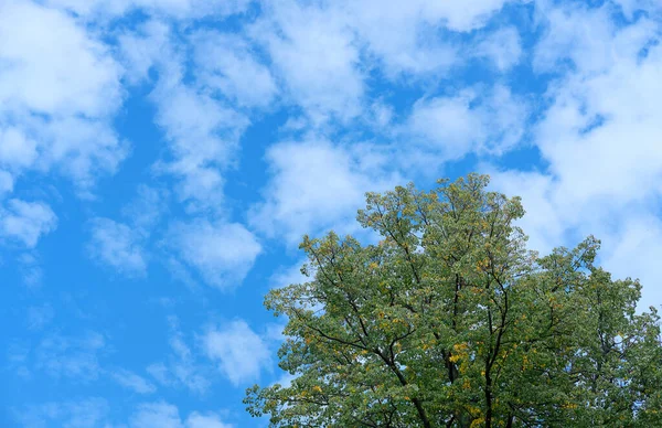 Mavi gökyüzüne karşı yeşil ağaç
