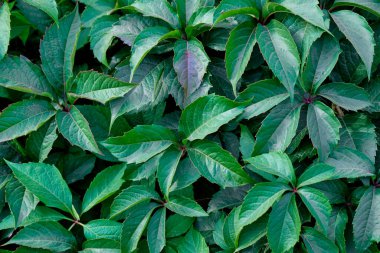 Yeşil yapraklı arka plan. asma bitkileri