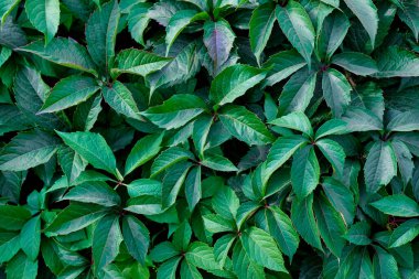 Yeşil yapraklı arka plan. asma bitkileri