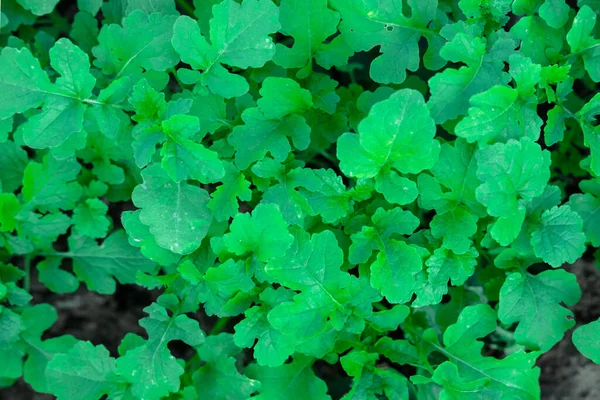 Yeşil yapraklı arka plan. Centella Asiatica. Ülkede ot. yeşil bitki