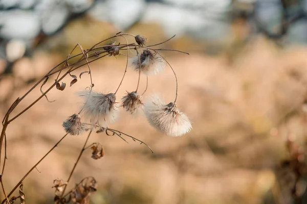 Kahverengi tonlarda manzara. Sonbahar kurak çiçeği. Minimalizm. Soyut doğal arkaplan. Tarafsız renklerde güzel bir desen. Minimalist, şık, modaya uygun bir kavram.