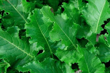 Yeşil yapraklı arka plan. Büyük yeşil bir yaprak. şık ve doğal arkaplan