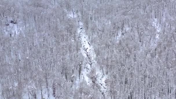 Aerial landscape view of Caucasus Mountains in Gorky Gorod, Sochi, Russia. Trees and rocks covered with snow. — Stock Video