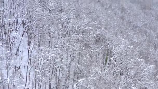 Повітряні пейзажний вид кавказьких гір у м. Горького город, Сочі, Росія. Дерева і скелі-покриті снігом. — стокове відео