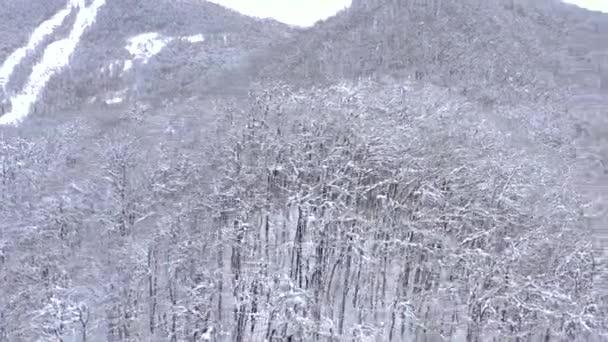 Εναέρια τοπίο από βουνά Καύκασου Γκόρκι Gorod, Σότσι, Ρωσία. Δένδρα και βράχους που καλύπτονται με χιόνι. — Αρχείο Βίντεο