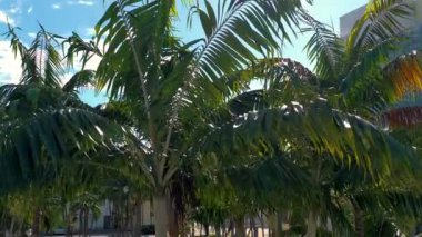 Miami, Florida, Abd - Mayıs 2019: Miami sahili üzerinde havadan drone panorama görünümü uçuş. Güneşli bir günde yukarıdan kum, palmiye ağaçları ve deniz.