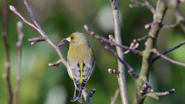 Greenfinch oturma elma ağacı, bahar, (Carduelis chloris), Almanya
