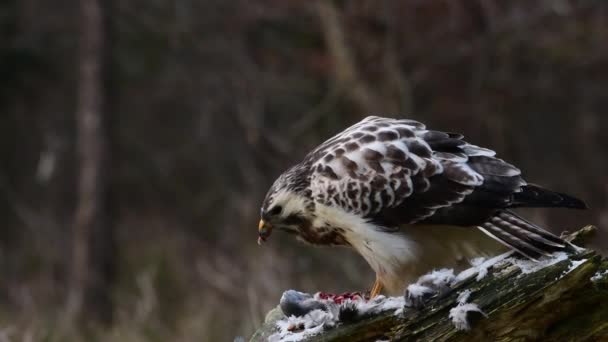 常见的蜂群坐在一个死的木鸽在木头上 Buteo Buteo — 图库视频影像