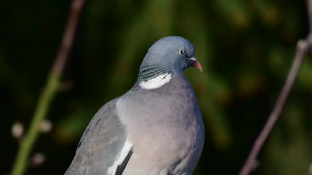 Piccione Siede Nel Melo Ritratto Della Testa Primavera Columba Palumbus — Video Stock