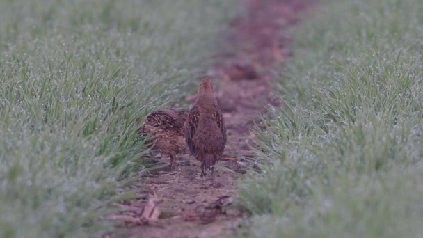 Grey Partridge Standing Field Look Spring Perdix Perdix Germany — стоковое видео