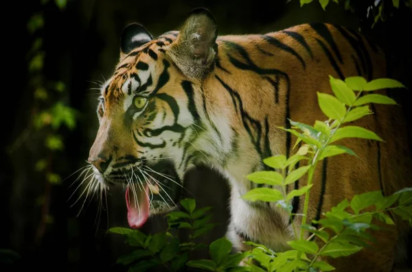 Tigre Malayo Gato Grande — Foto de Stock