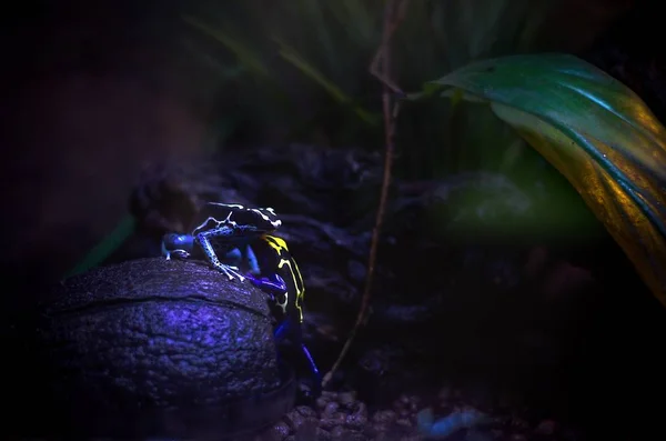 Ranitomeya ventrimaculata kurbağa güzel