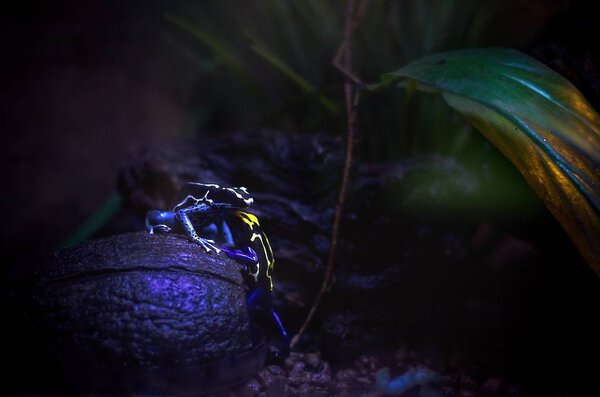 Ranitomeya ventrimaculata frog
