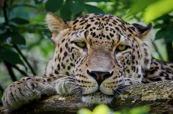 Jaguar Amerikan, büyük kedi