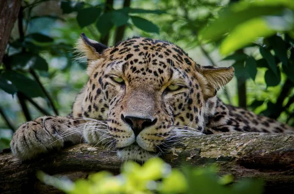 Jaguar Amerikan, büyük kedi
