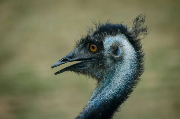 Emu Lovely Bird — Stock Photo, Image