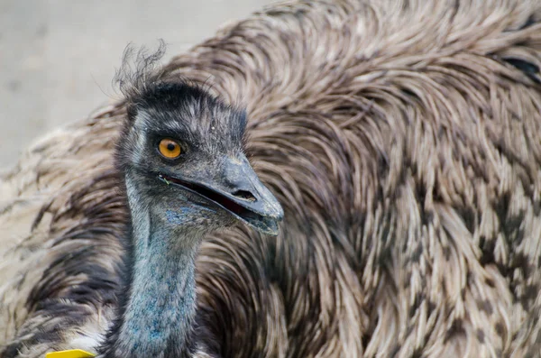 Emu Lovely Bird — Stock Photo, Image