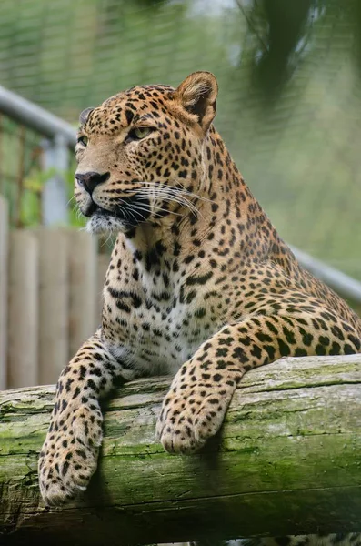 Sri Lanka leopar güzel hayvan