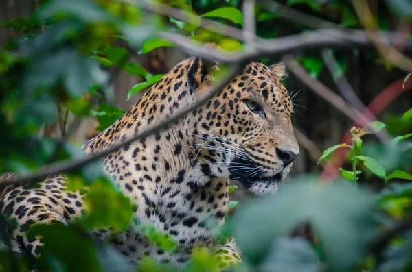 Sri Lanka leopar güzel hayvan