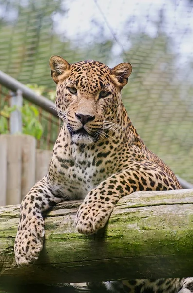 Sri Lanka leopar güzel hayvan