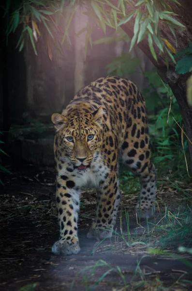 アムールヒョウ動物園ライブ大きな猫 — ストック写真