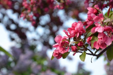 Arka plan olarak berrak mavi gökyüzü ile Bahar Sezonu sırasında harika çok renkli Leylak çiçekleri.