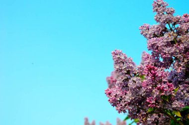 Arka plan olarak berrak mavi gökyüzü ile Bahar Sezonu sırasında harika çok renkli Leylak çiçekleri.