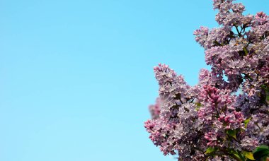 Arka plan olarak berrak mavi gökyüzü ile Bahar Sezonu sırasında harika çok renkli Leylak çiçekleri.