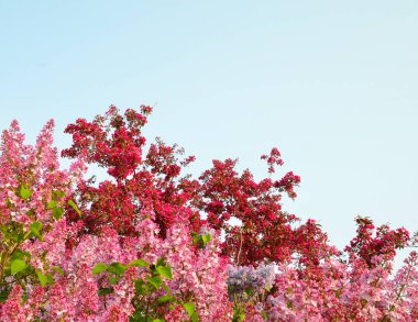 Arka plan olarak berrak mavi gökyüzü ile Bahar Sezonu sırasında harika çok renkli Leylak çiçekleri.