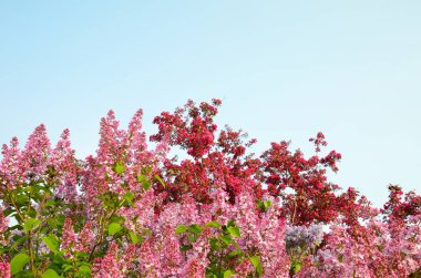 Arka plan olarak berrak mavi gökyüzü ile Bahar Sezonu sırasında harika çok renkli Leylak çiçekleri.