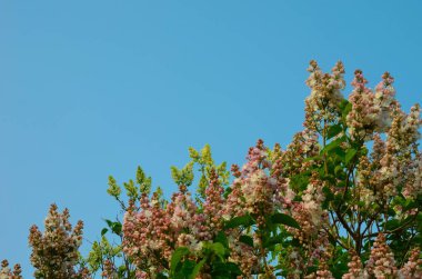 Arka plan olarak berrak mavi gökyüzü ile Bahar Sezonu sırasında harika çok renkli Leylak çiçekleri.