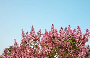 Arka plan olarak berrak mavi gökyüzü ile Bahar Sezonu sırasında harika çok renkli Leylak çiçekleri.