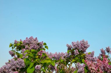 Arka plan olarak berrak mavi gökyüzü ile Bahar Sezonu sırasında harika çok renkli Leylak çiçekleri.