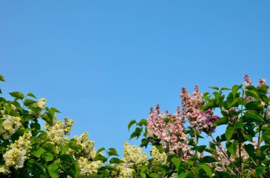 Arka plan olarak berrak mavi gökyüzü ile Bahar Sezonu sırasında harika çok renkli Leylak çiçekleri.