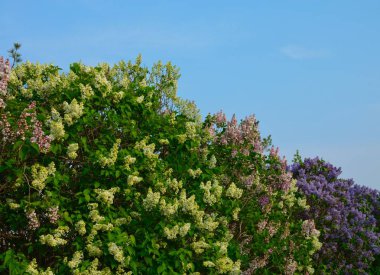 Arka plan olarak berrak mavi gökyüzü ile Bahar Sezonu sırasında harika çok renkli Leylak çiçekleri.