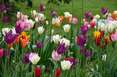 Güzel çok renkli laleler Bahar Sezonu sırasında bahçede çiçek açar.