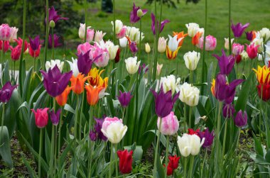 Güzel çok renkli laleler Bahar Sezonu sırasında bahçede çiçek açar.