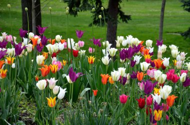 Güzel çok renkli laleler Bahar Sezonu sırasında bahçede çiçek açar.