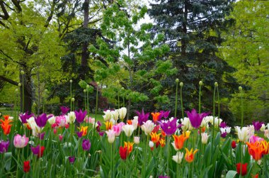 Güzel çok renkli laleler Bahar Sezonu sırasında bahçede çiçek açar.