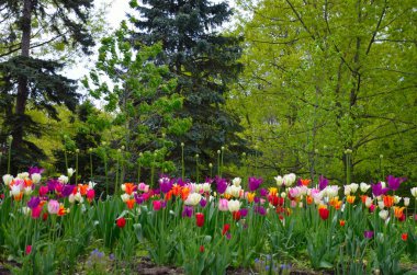 Güzel çok renkli laleler Bahar Sezonu sırasında bahçede çiçek açar.