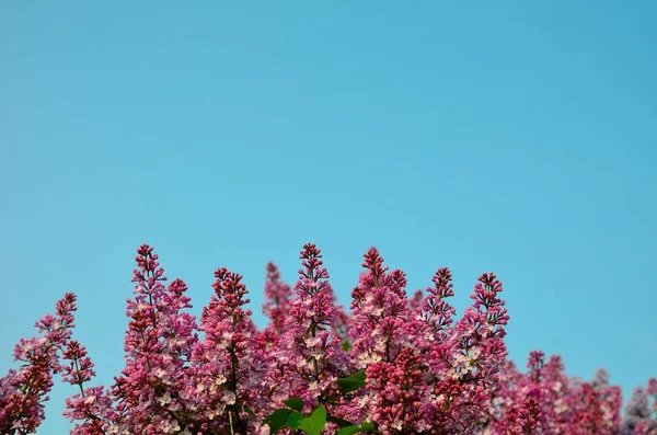 Wonderful Multi Colored Lilac Blooms Spring Season Clear Blue Sky — Stock Photo, Image