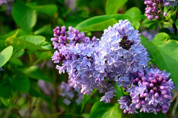 Wonderful Multi Colored Lilac Blooms Spring Season Clear Blue Sky — Stock Photo, Image