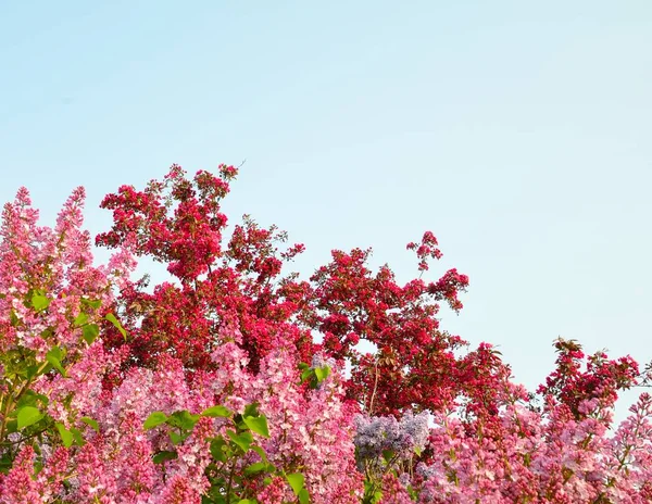 Arka plan olarak berrak mavi gökyüzü ile Bahar Sezonu sırasında harika çok renkli Leylak çiçekleri.