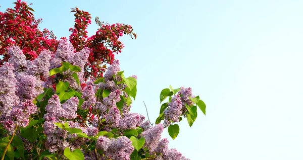 Wonderful Multi Colored Lilac Blooms Spring Season Clear Blue Sky — Stock Photo, Image