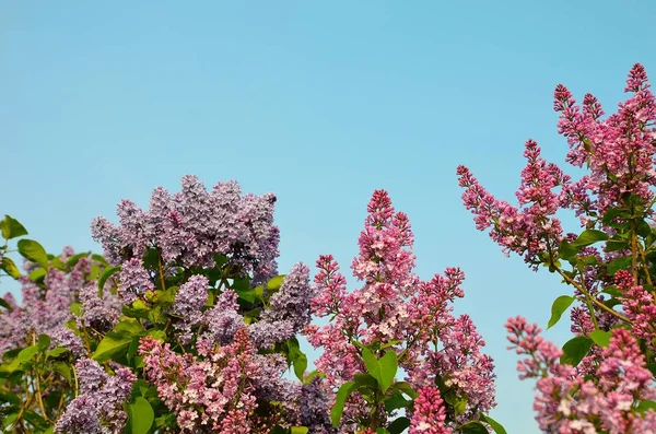 Wonderful Multi Colored Lilac Blooms Spring Season Clear Blue Sky — Stock Photo, Image