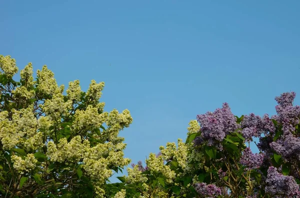 Wonderful Multi Colored Lilac Blooms Spring Season Clear Blue Sky — Stock Photo, Image
