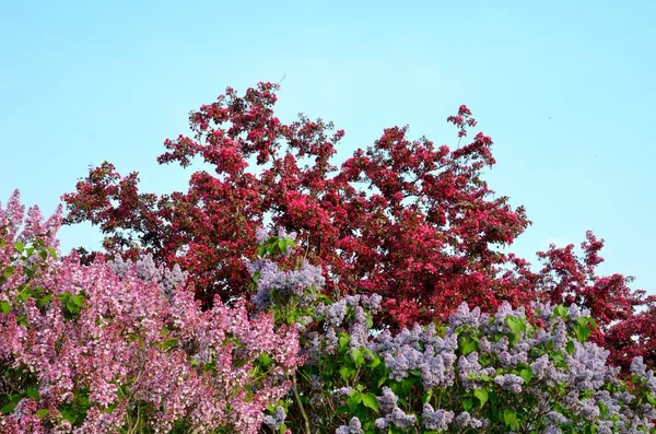 Wonderful Multi Colored Lilac Blooms Spring Season Clear Blue Sky — Stock Photo, Image